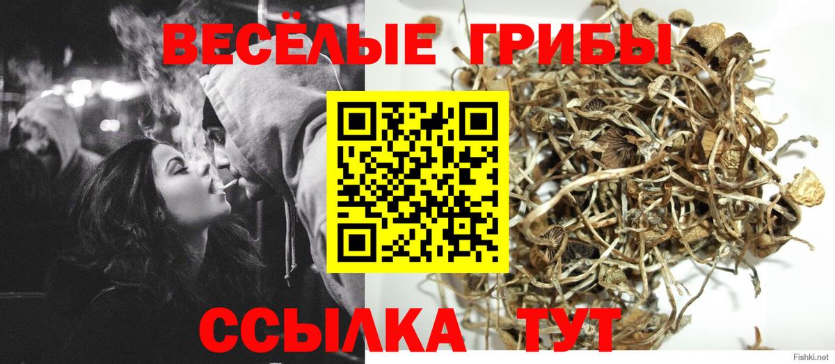 Псилоцибиновые грибы мицелий  где можно купить   Зима  Вход с VPN 